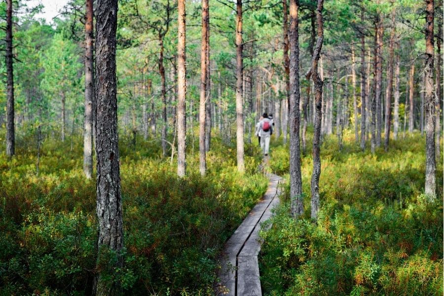 forest in Estonia