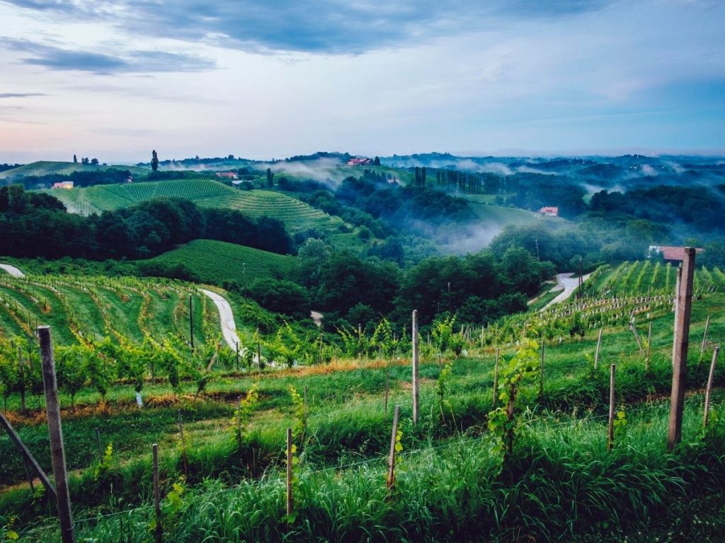 wine tasting in slovenia