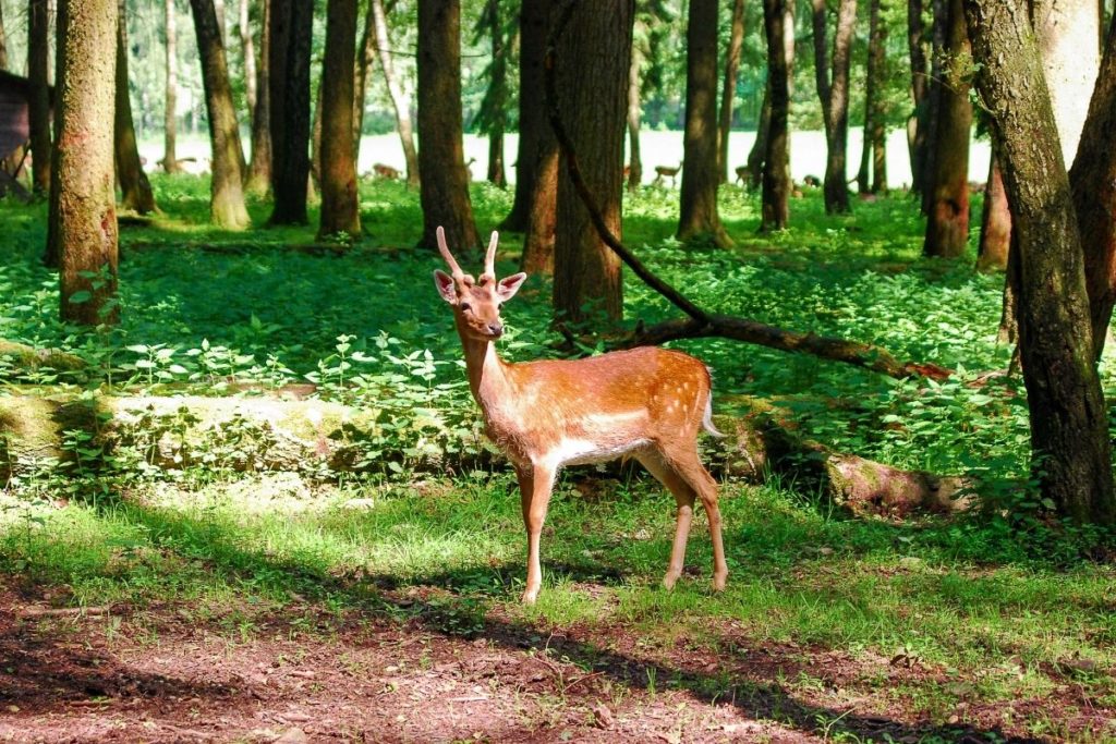 alone camping - wildlife