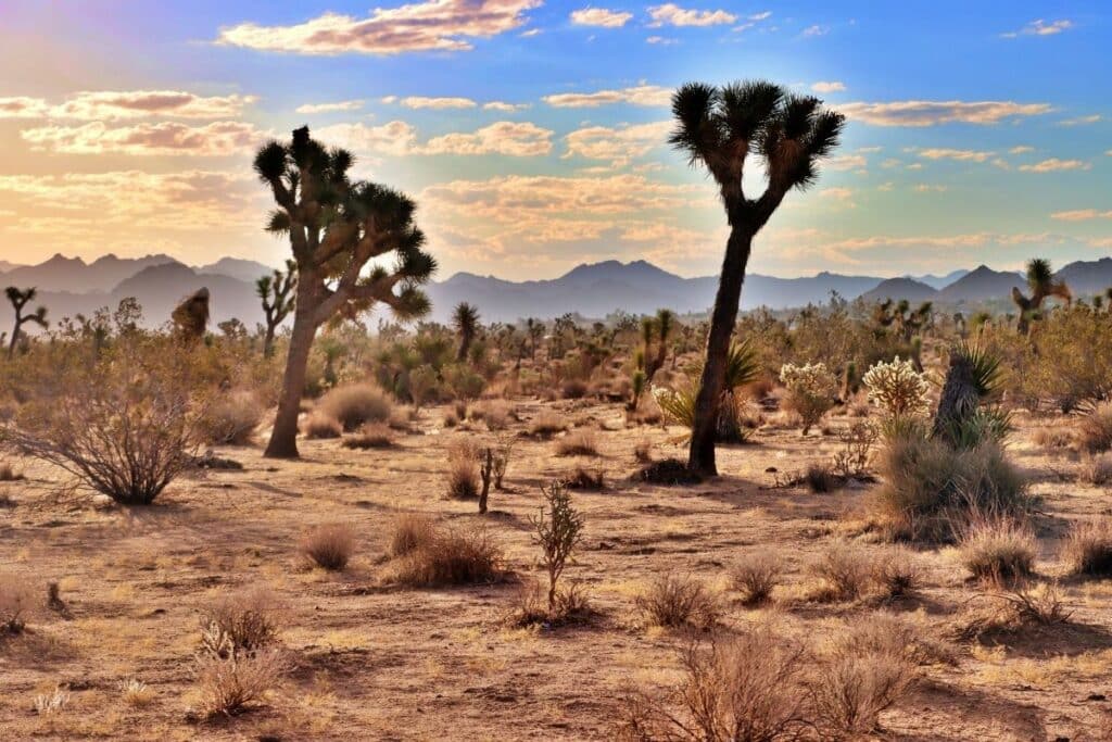 joshua tree national park