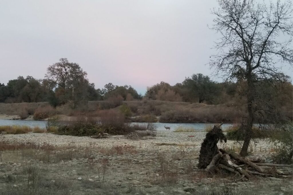 American River trail