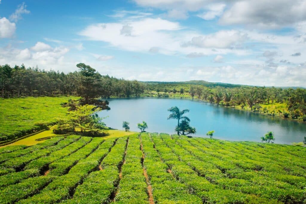 long weekend in Mauritius - tea